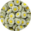 Silicone - Marguerite Kaki